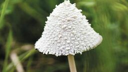 Części grzybów możemy już nie zobaczyć. Zmiany klimatu, zanieczyszczenia...