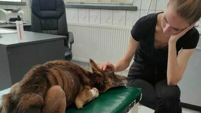 Miłośniczki zwierząt mają szanse na 100 tys. zł. Ale potrzebują Twojej pomocy