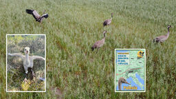 Co zagraża lubelskim żurawiom? Drapieżniki, susza, wycinki drzew