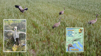 Co zagraża lubelskim żurawiom? Drapieżniki, susza, wycinki drzew