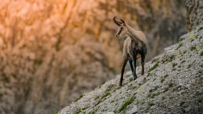 W Tatrach policzono kozice. Dzięki aplikacji
