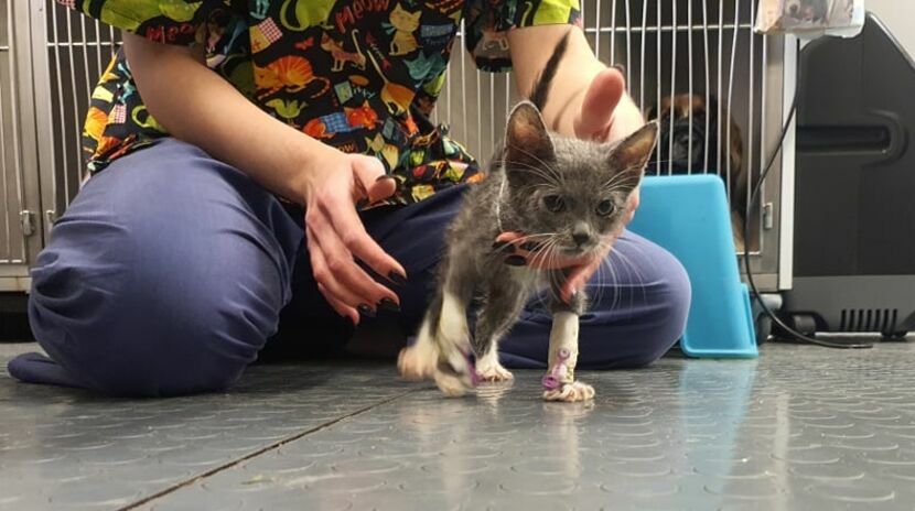 Po ataku ze strony pijanego agresora, kot "Kokos" miesiącami odzyskiwał zdrowie. Po długiej rehabilitacji zaczął chodzić, ale kłopoty ze wzrokiem prawdopodobnie zostaną z nim do końca życia