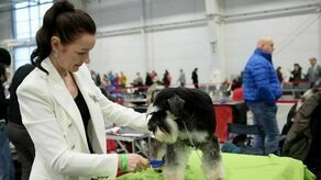 Psy rasowe polecają się do oglądania. Na zdjęciach już teraz, na żywo w niedzielę