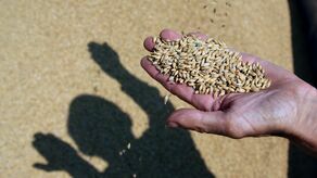 Dzisiaj zaczynają się zmasowane kontrole. Będą szukać brudnego zboża