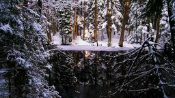 Anna zamieszkała w lesie. Jest decyzja sądu 