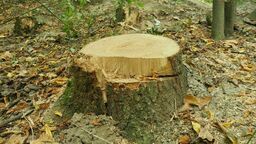 „Omyłkowo” wycięli pomnik przyrody. A prokurator za wcześnie umorzył sprawę