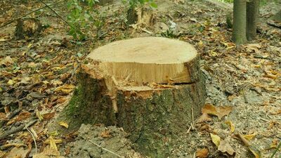 „Omyłkowo” wycięli pomnik przyrody. A prokurator za wcześnie umorzył sprawę