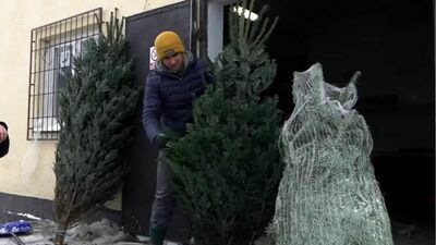 Punkt sprzedaży choinek znajduje się w Komarnie 74a