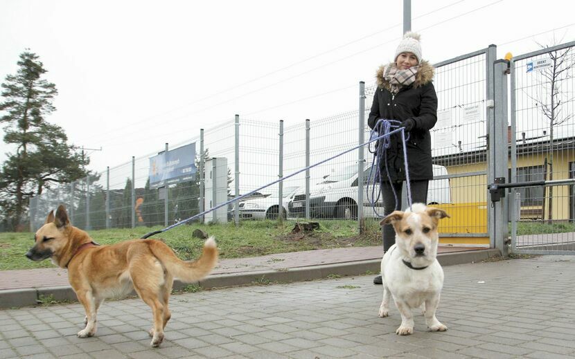Pani Maja z Nałęczowa bezdomne psy wyprowadza nawet kilka razy w tygodniu. Nie straszny jej przy tym ani deszcz, ani mróz. Czas na spacery znajduje pomiędzy zajęciami na miejscowej uczelni 