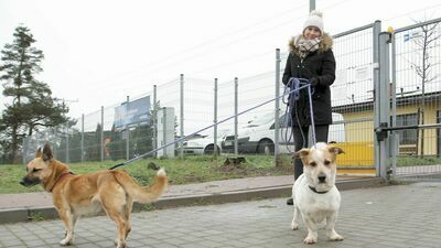 Pani Maja z Nałęczowa bezdomne psy wyprowadza nawet kilka razy w tygodniu. Nie straszny jej przy tym ani deszcz, ani mróz. Czas na spacery znajduje pomiędzy zajęciami na miejscowej uczelni 