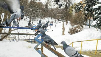 Jednym z miejsc, które doczeka się planu zagospodarowania jest wąwóz w pobliżu ul. Popiełuszki na Wienawie, położony między ulicami Junoszy i Skautów