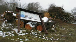 Wycinka drzew nad Bugiem w Jabłecznej