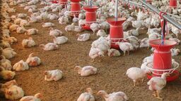 W Żeszczynce w 16 budynkach będzie mogło przebywać aż 1 milion 184 tysiące sztuk drobiu