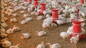 W Żeszczynce w 16 budynkach będzie mogło przebywać aż 1 milion 184 tysiące sztuk drobiu