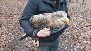 Bielik z lasu pod Bukowcem mógł zjeść mięso z trutką. Na szczęście został znaleziony na tyle szybko, że jest szansa na uratowanie go