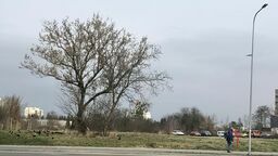 Na tym rozległym, ale niewykorzystywanym od lat terenie przy ul. Wyszyńskiego plan zagospodarowania przestrzennego przewiduje bloki, ale trzykondygnacyjne. Natomiast i PR-BUD Developer i TBS chcieli budować wyższe, dlatego potrzebowali w ramach specustawy zgody radnych. Ale ani dla prywatnego inwestora, ani dla miejskiej spółki nie ma na to „zielonego światła”.