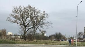 Na tym rozległym, ale niewykorzystywanym od lat terenie przy ul. Wyszyńskiego plan zagospodarowania przestrzennego przewiduje bloki, ale trzykondygnacyjne. Natomiast i PR-BUD Developer i TBS chcieli budować wyższe, dlatego potrzebowali w ramach specustawy zgody radnych. Ale ani dla prywatnego inwestora, ani dla miejskiej spółki nie ma na to „zielonego światła”.