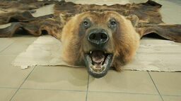 Przemyt skór zwierząt chronionych jest udaremniany przez KAS kilkadziesiąt razy rocznie