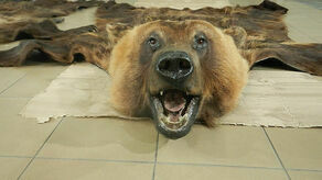 Przemyt skór zwierząt chronionych jest udaremniany przez KAS kilkadziesiąt razy rocznie