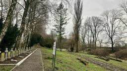 Wyciętych zostało 15 drzew, ale zasadzonych zostanie dwa razy więcej nowych.