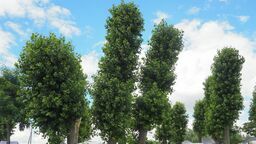 Tak topole prezentowały się w sierpniu ubiegłego roku