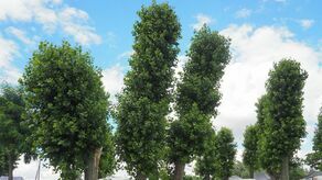 Tak topole prezentowały się w sierpniu ubiegłego roku