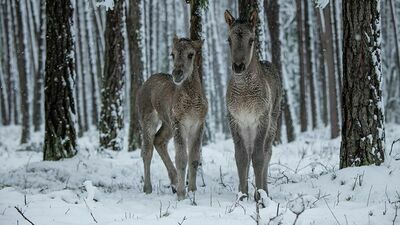 Źrebaki koników polskich nawet już po kilkunastu minutach od narodzin stają na nogach o własnych siłach. Młode są pokryte charakterystyczną sierścią o jasnokremowym ubarwieniu, dorosłe mają włos krótszy, twardszy, w kolorze „myszatym”. Urodzone w styczniu klaczki to już 40 pokolenie w RPN