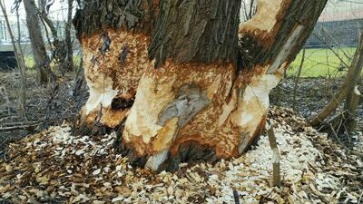 Lublin. Bobry szykują się do budowy tamy na rzece. Co teraz zrobią urzędnicy?