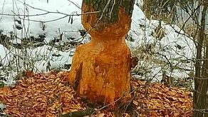  – Jakby jeszcze o drzewa nad stawem zadbali i zabezpieczyli je przed bobrami, byłoby już pięknie – podpowiada nasz Czytelnik.