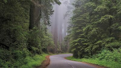 Obrońcy przyrody ostrzegają przed „lex Szyszko 2.0”