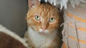 Nikifor z 2019 r., w schronisku od lipca zeszłego roku, gdzie trafił z ulicy Chodźki