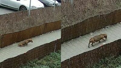 Środek dnia, przed urzędem pocztowym. Zakatował swojego własnego psa