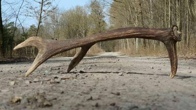 Podpis pod fot: W myśl ustawy o ochronie przyrody zrzuty są traktowane jak każdy inny element runa i stanowią własność znalazcy z wyjątkiem znalezienia całego wieńca czyli poroża wraz z czaszką, bo o takim znalezisku trzeba powiadomić administrację Lasów Państwowych lub lokalne koło łowieckie

