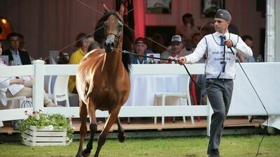 Thierry Barbier nie wpłacił m.in. 400 tys. euro za klacz Esmeraldię (na zdjęciu) 