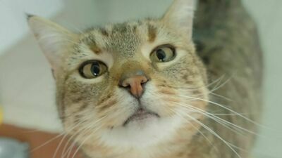 Koty i psy czekają na adopcję. Dzień otwarty w lubelskim schronisku 