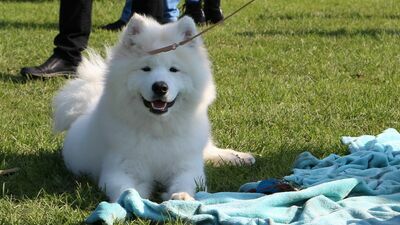 Darmowe zabiegi dla zwierzaków. Skorzysta 250 zwierząt