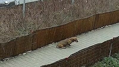 Skopany pies nie przeżył. Właściciel może spędzić 3 lata w więzieniu