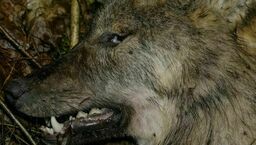 Martwe bieliki i wilk. Prokuratura zleciła sekcję zwłok 