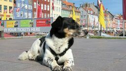 Wykładowczyni UMCS podróżuje z psem i kotem "Mężczyzna spojrzał na mnie zszokowany”