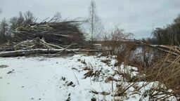 Dzierżawca terenu uważa, że nie musiał występować o zgodę na wycinkę