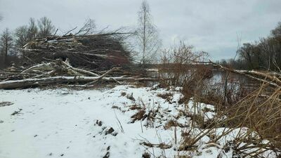 Dzierżawca terenu uważa, że nie musiał występować o zgodę na wycinkę