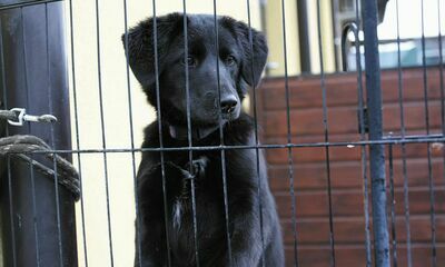Puławskie schronisko opiekuje się blisko 130 zwierzętami. Jakość opieki nad nimi nie budzi zastrzeżeń. Skrytykowano natomiast regulamin, który zmniejszył zakres oczekiwanej pomocy przy zwierzętach ze strony najbardziej zaangażowanych wolontariuszy.