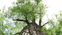 Lipa - zdjęcie ilustracyjne