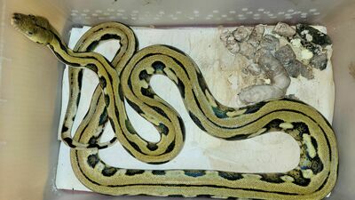 Odór z mieszkania ogarniał już klatkę schodową. W środku porzucone pytony i anakonda