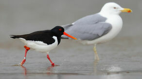 Kazik już nad Wisłą