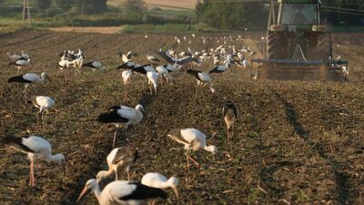 Symbol wiosny się zastanawia. Co z tymi bocianami?