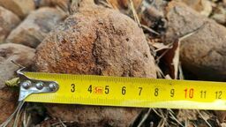 O włos od tragedii. Niewybuchy znalezione podczas wycinki drzew