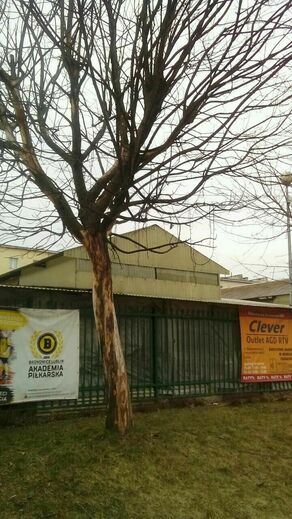 Uschnięte drzewo nie stwarza zagrożenia ale zostanie wycięte