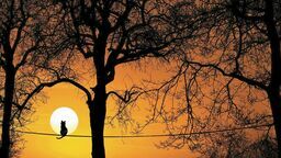 Wyspy ciepła widziane z kosmosu. Badania pomogą przetrwać upały