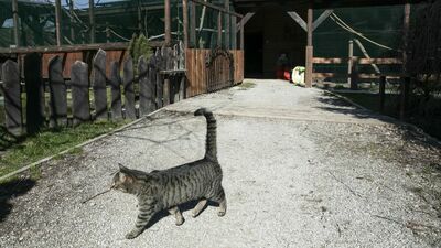 Żeby dziki kot nie miał małych. Zaczyna się akcja-sterylizacja. Lista lecznic